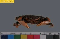 Sentinel crab Collection Image, Figure 4, Total 6 Figures